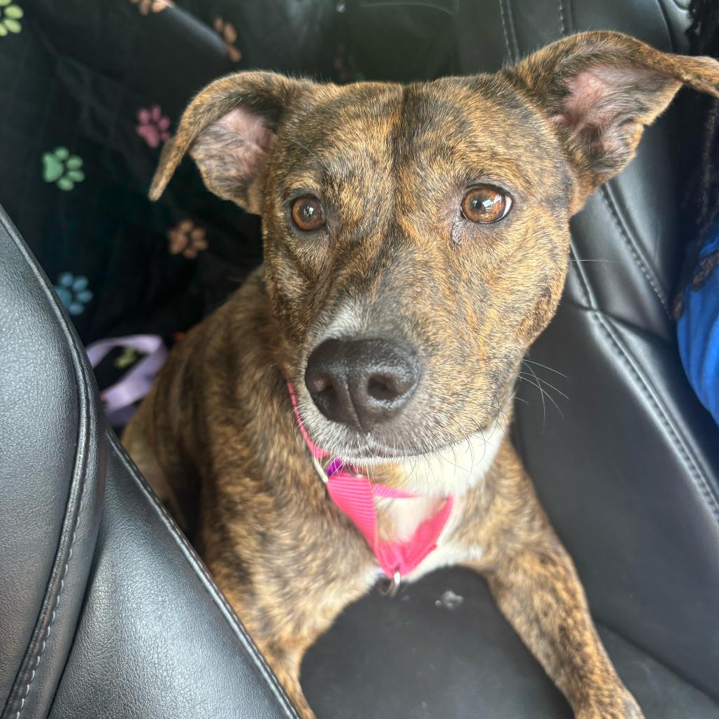Enlarge April (Mom), a Adoptable Mixed Breed in QUINCY, FL image 4/6