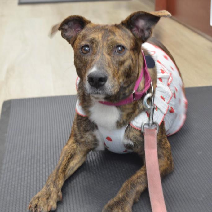 Enlarge April (Mom), a Adoptable Mixed Breed in QUINCY, FL image 5/6