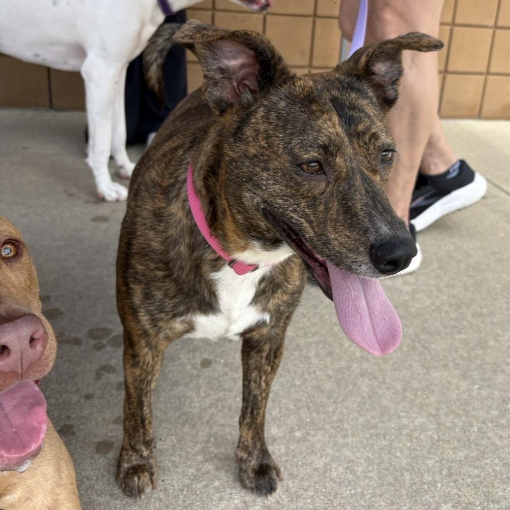 Enlarge April (Mom), a Adoptable Mixed Breed in QUINCY, FL image 6/6