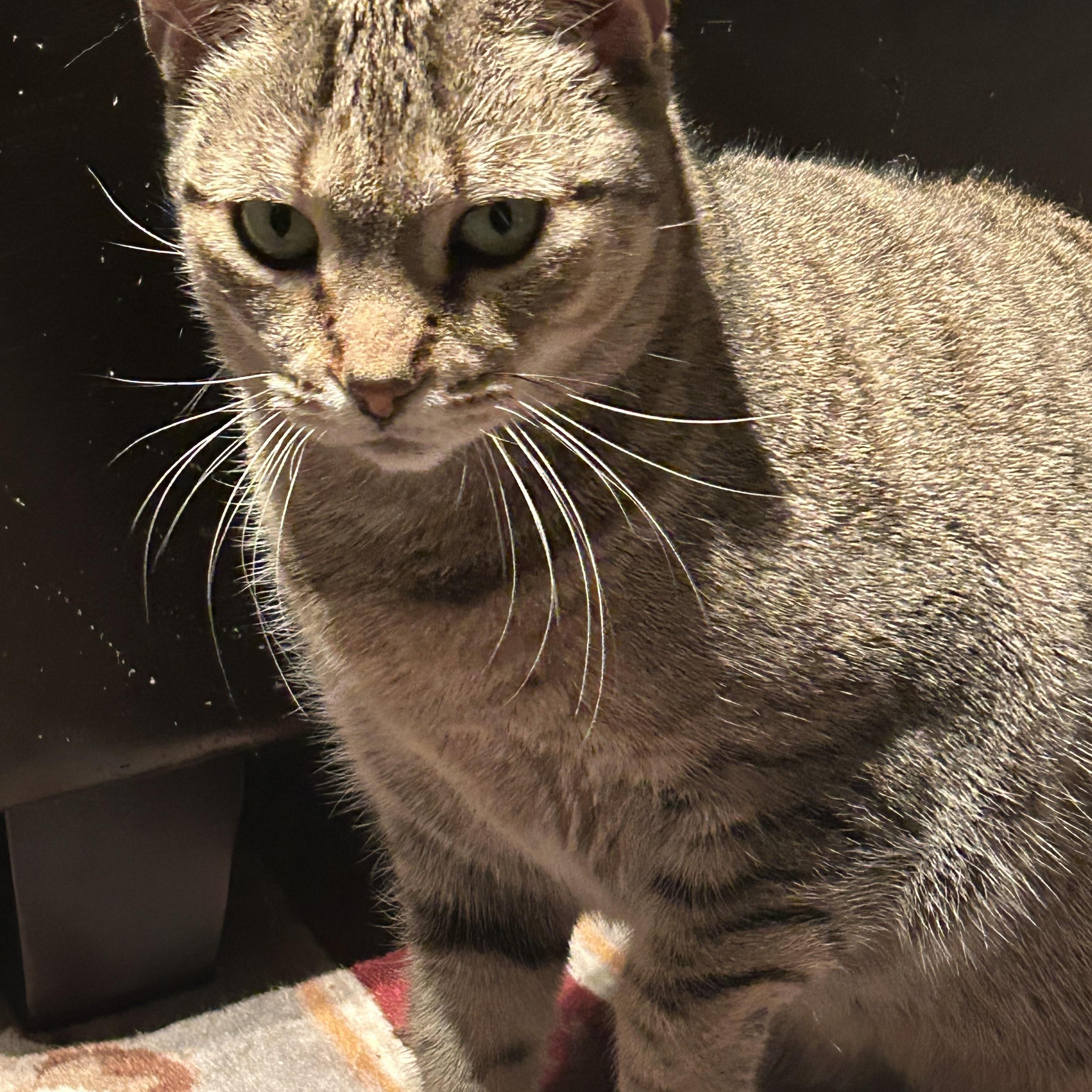 Enlarge Tofu *MUST BE ADOPTED WITH TANZY*, an adoptable Domestic Short Hair in Toronto, ON image 2/6