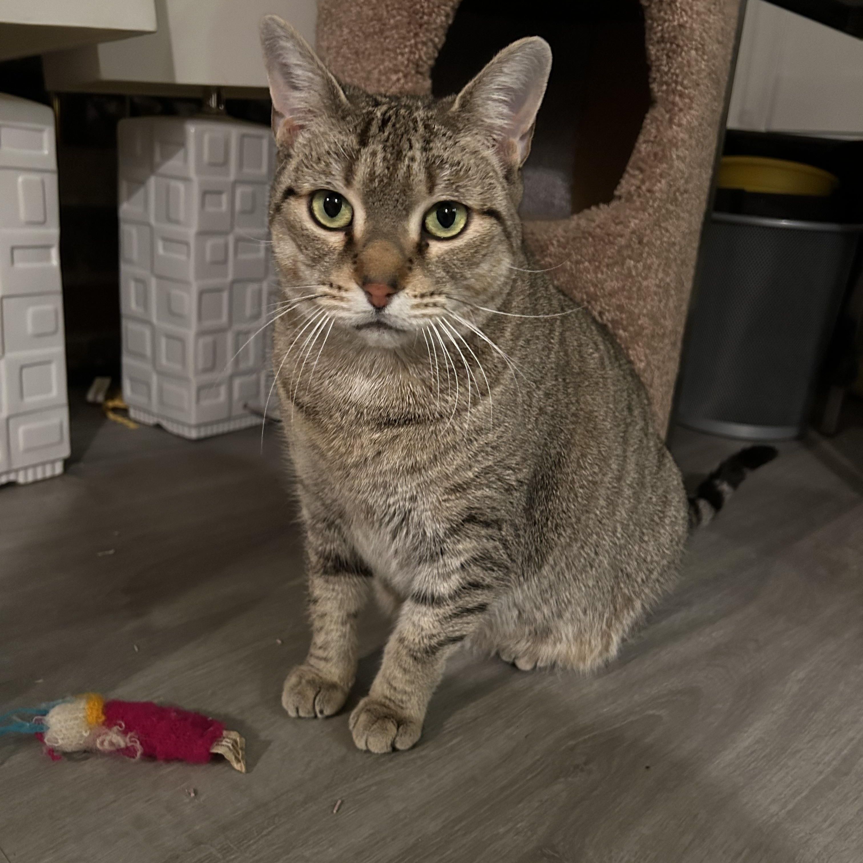 Enlarge Tofu *MUST BE ADOPTED WITH TANZY*, an adoptable Domestic Short Hair in Toronto, ON image 4/6