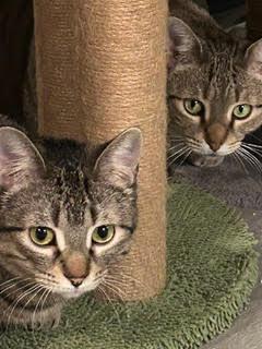 Enlarge Tofu *MUST BE ADOPTED WITH TANZY*, an adoptable Domestic Short Hair in Toronto, ON image 5/6