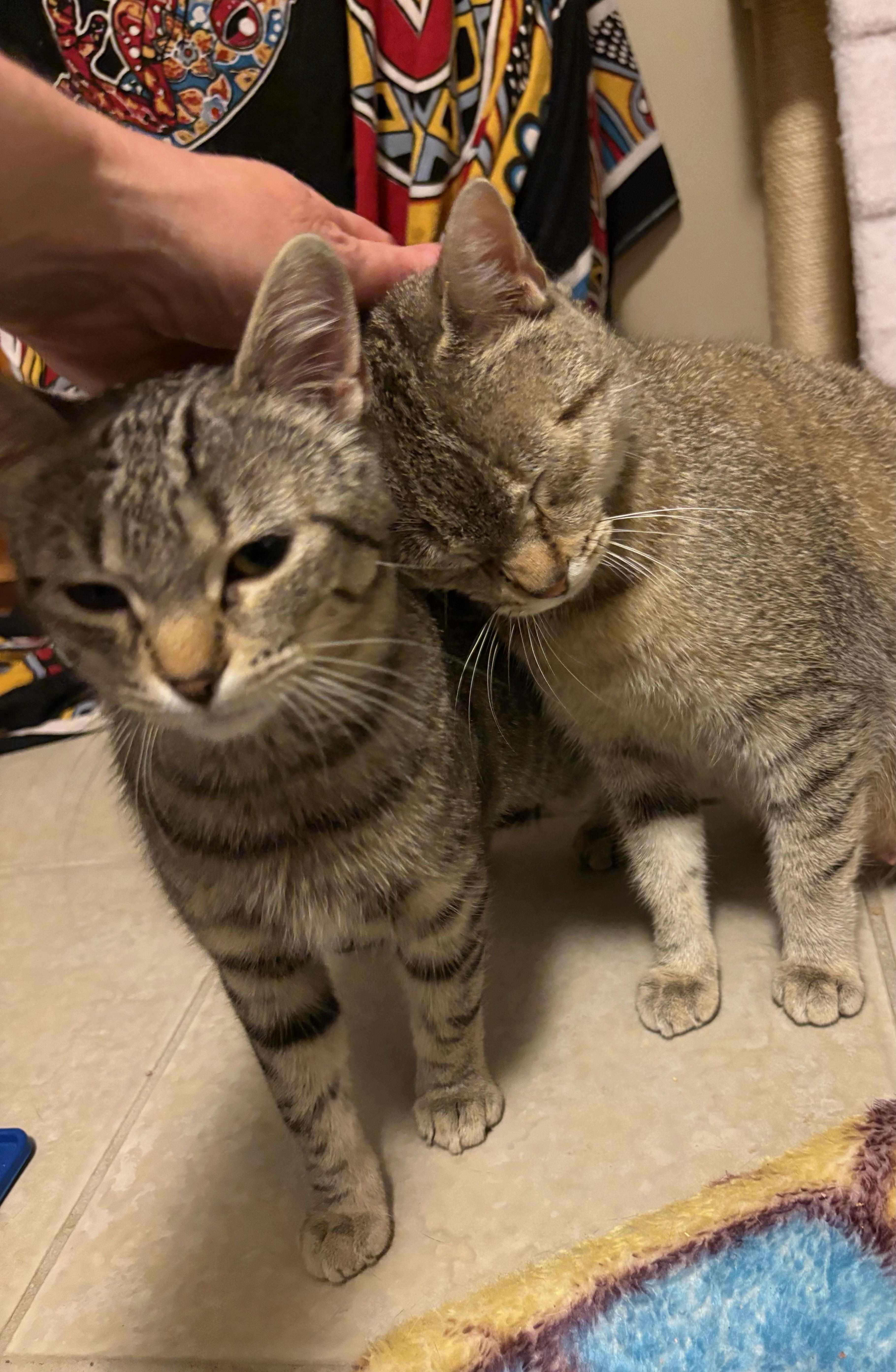 Enlarge Tofu *MUST BE ADOPTED WITH TANZY*, an adoptable Domestic Short Hair in Toronto, ON image 3/6