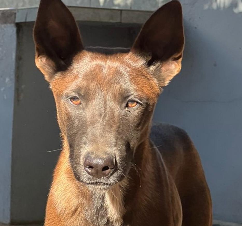 Capi, Adoptable, Young Male Belgian Shepherd / Malinois.