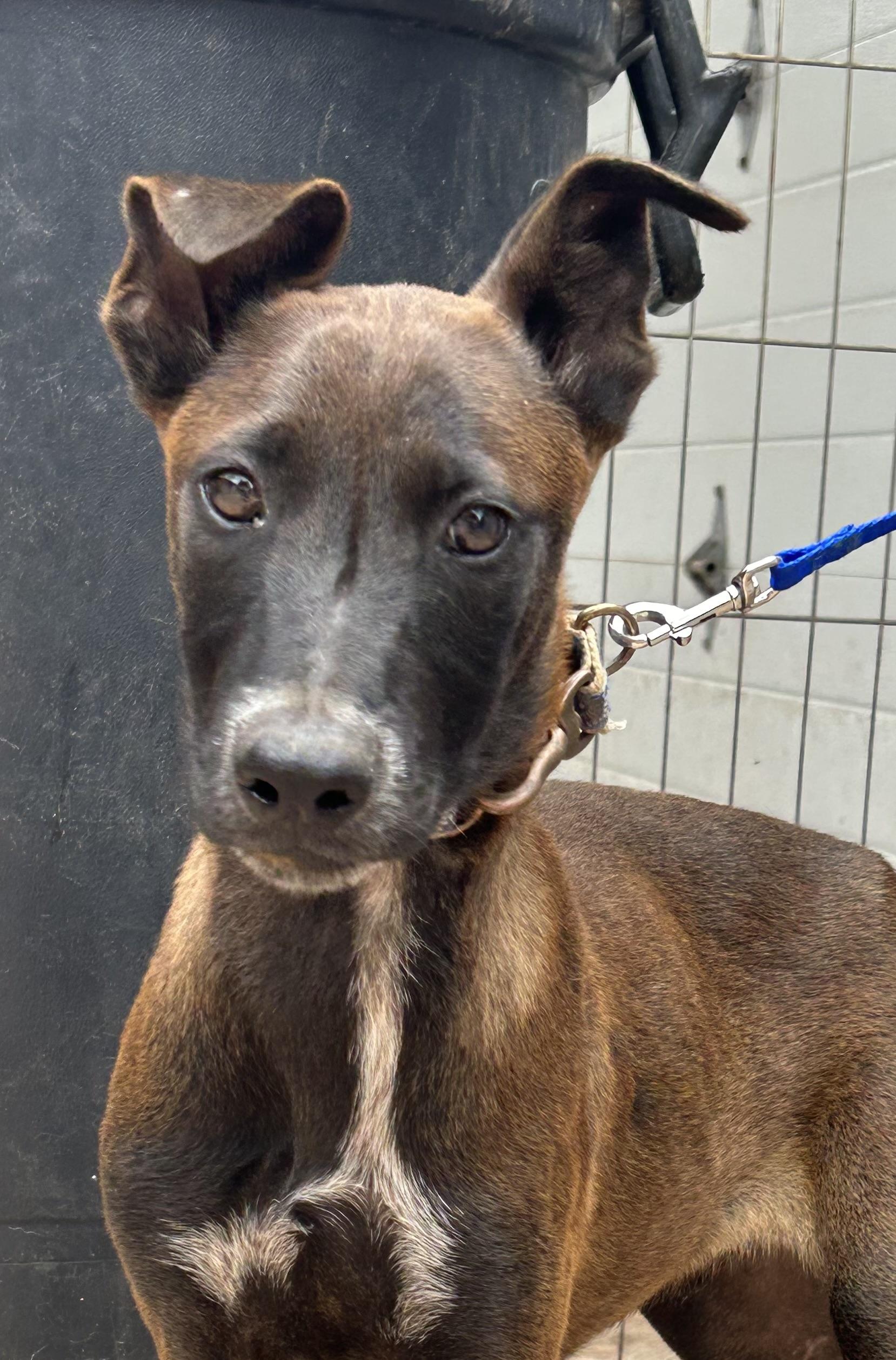 Capi, Adoptable, Young Male Belgian Shepherd / Malinois.