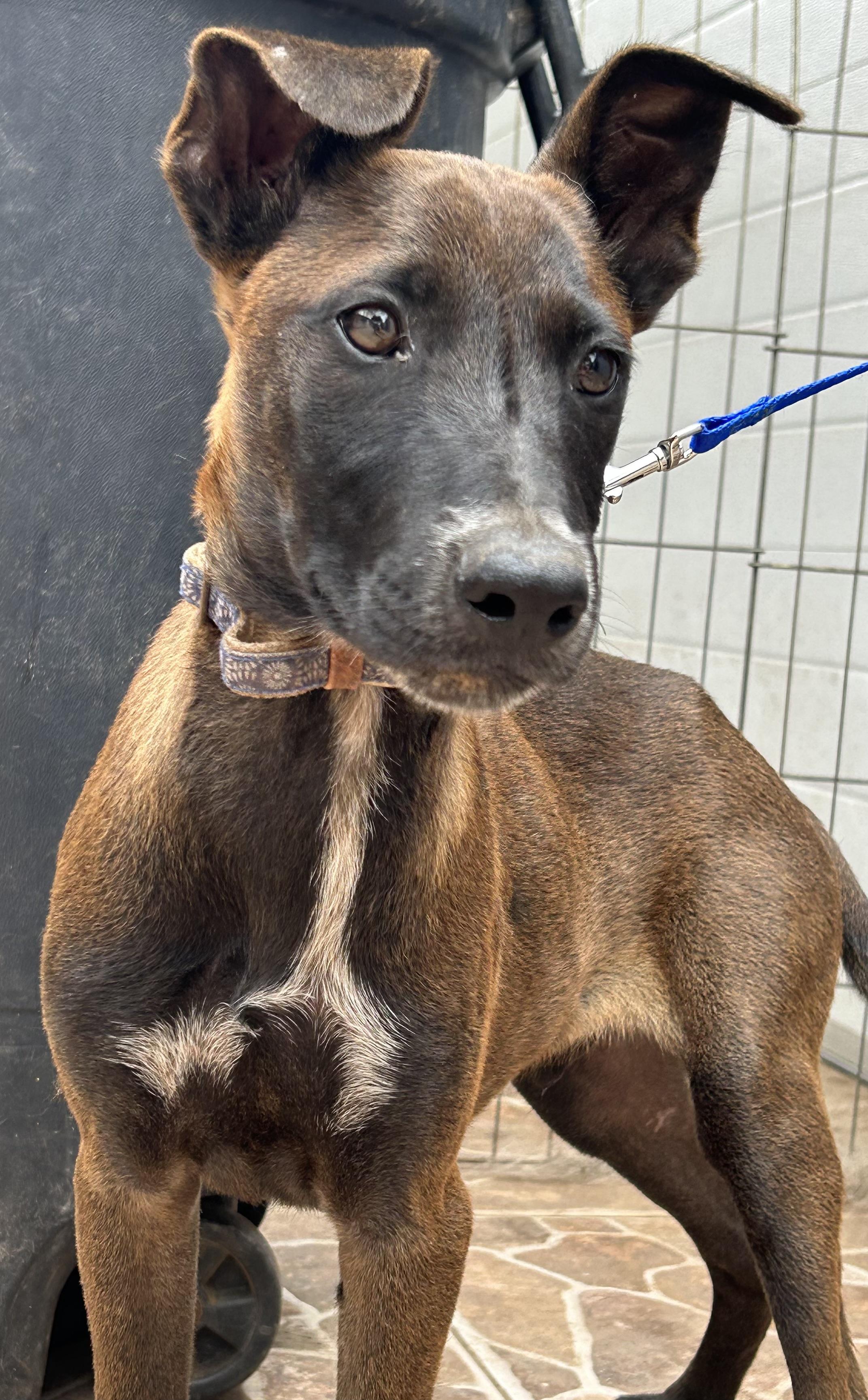 Capi, a Adoptable mixed breed in San Diego, CA image 5/5