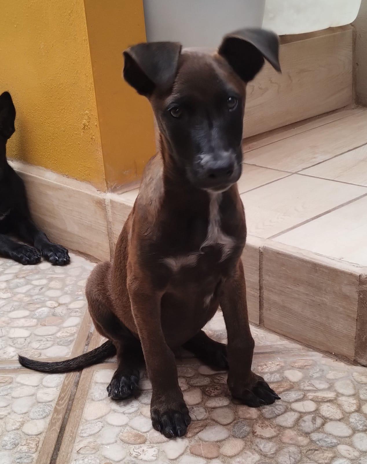 Capi, a Adoptable mixed breed in San Diego, CA image 3/5