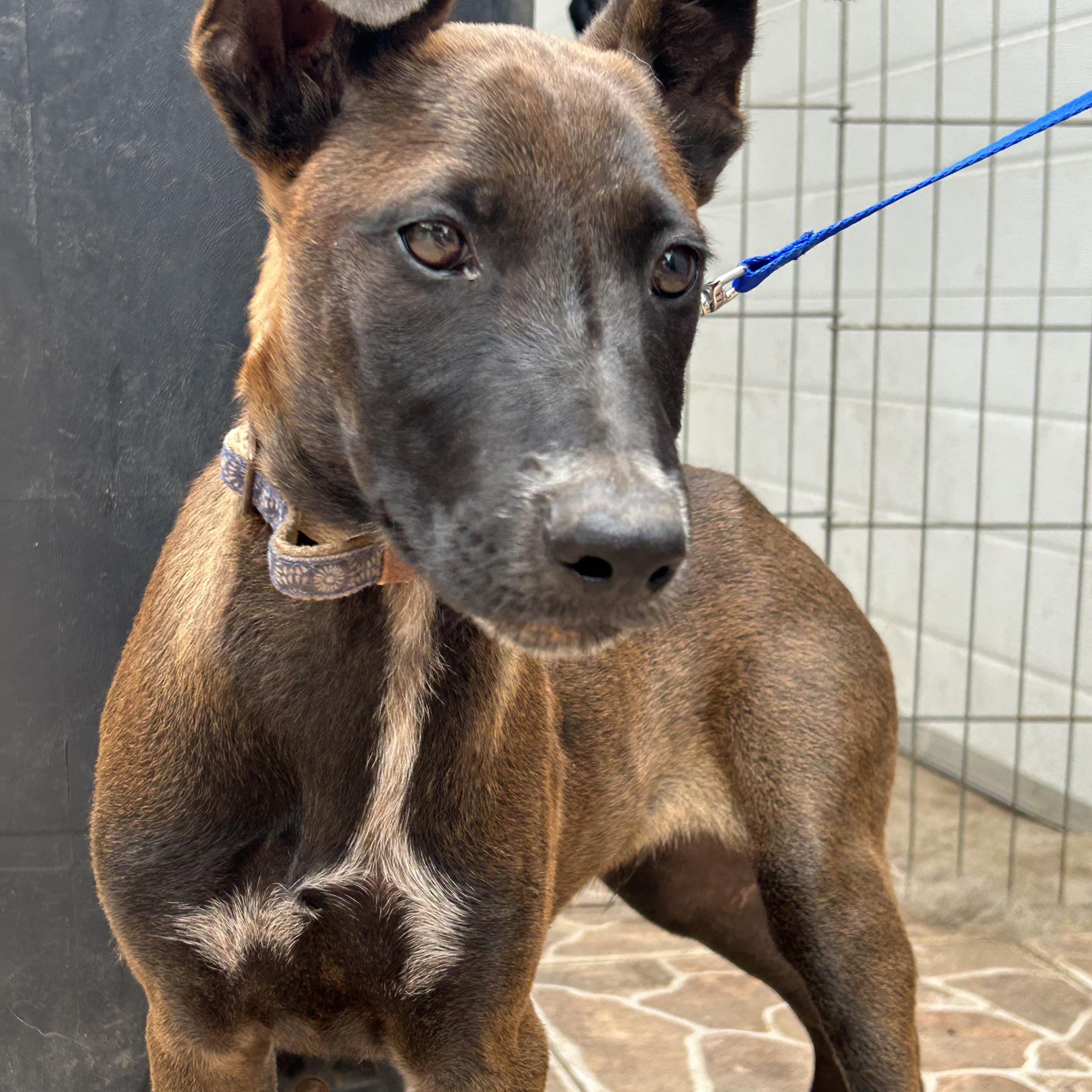 Capi, Adoptable, Young Male Belgian Shepherd / Malinois.