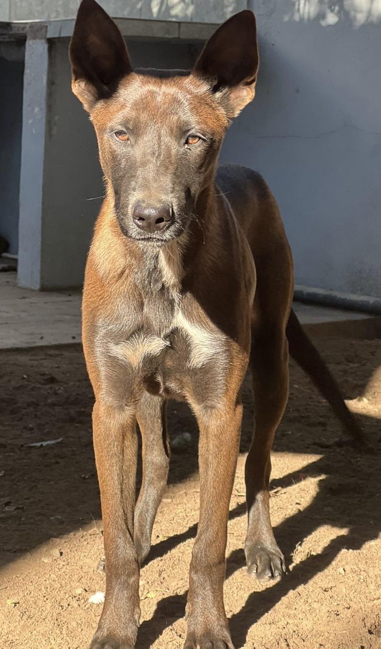 Enlarge Capi, a Adoptable mixed breed in San Diego, CA image 2/5