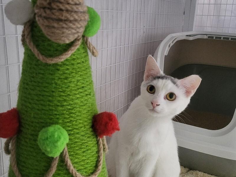 Darby, Adoptable, Young Female Domestic Short Hair.