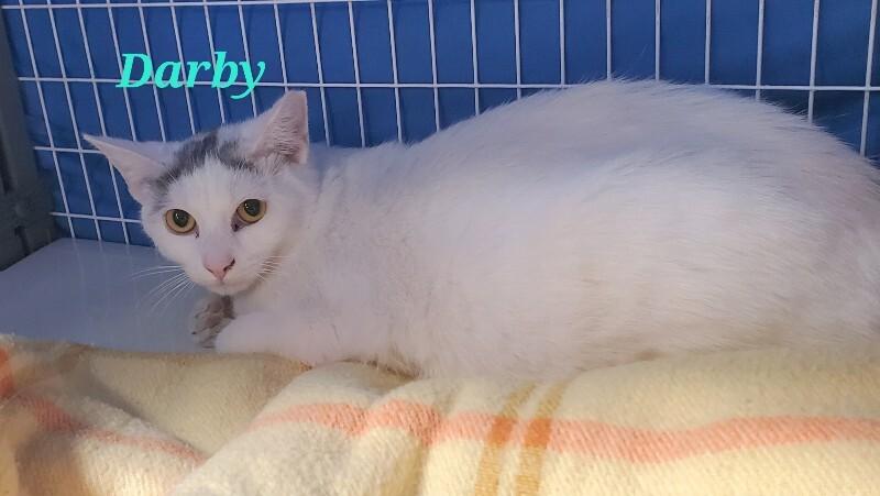 Darby, Adoptable, Young Female Domestic Short Hair.