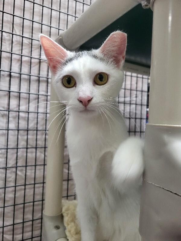 Enlarge Darby, a Adoptable Domestic Short Hair in Diamond Springs, CA image 3/3