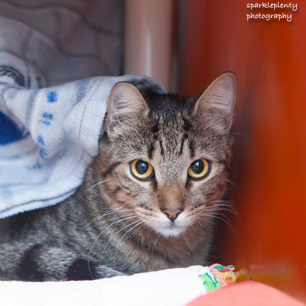 Negan, adoptable, Young Male Domestic Short Hair.