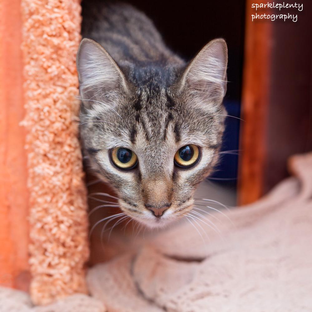Enlarge Negan, an adoptable Domestic Short Hair in Ridgefield, CT image 3/5