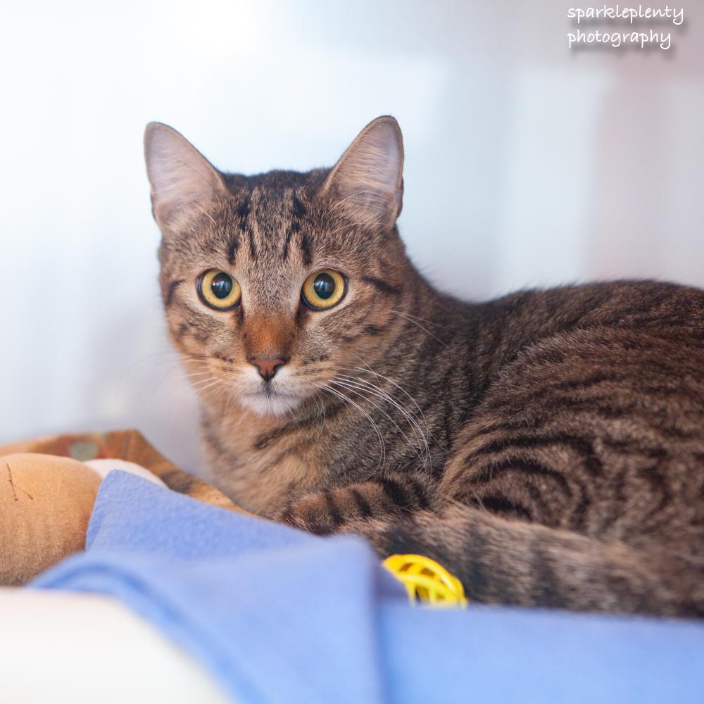 Enlarge Negan, an adoptable Domestic Short Hair in Ridgefield, CT image 2/5