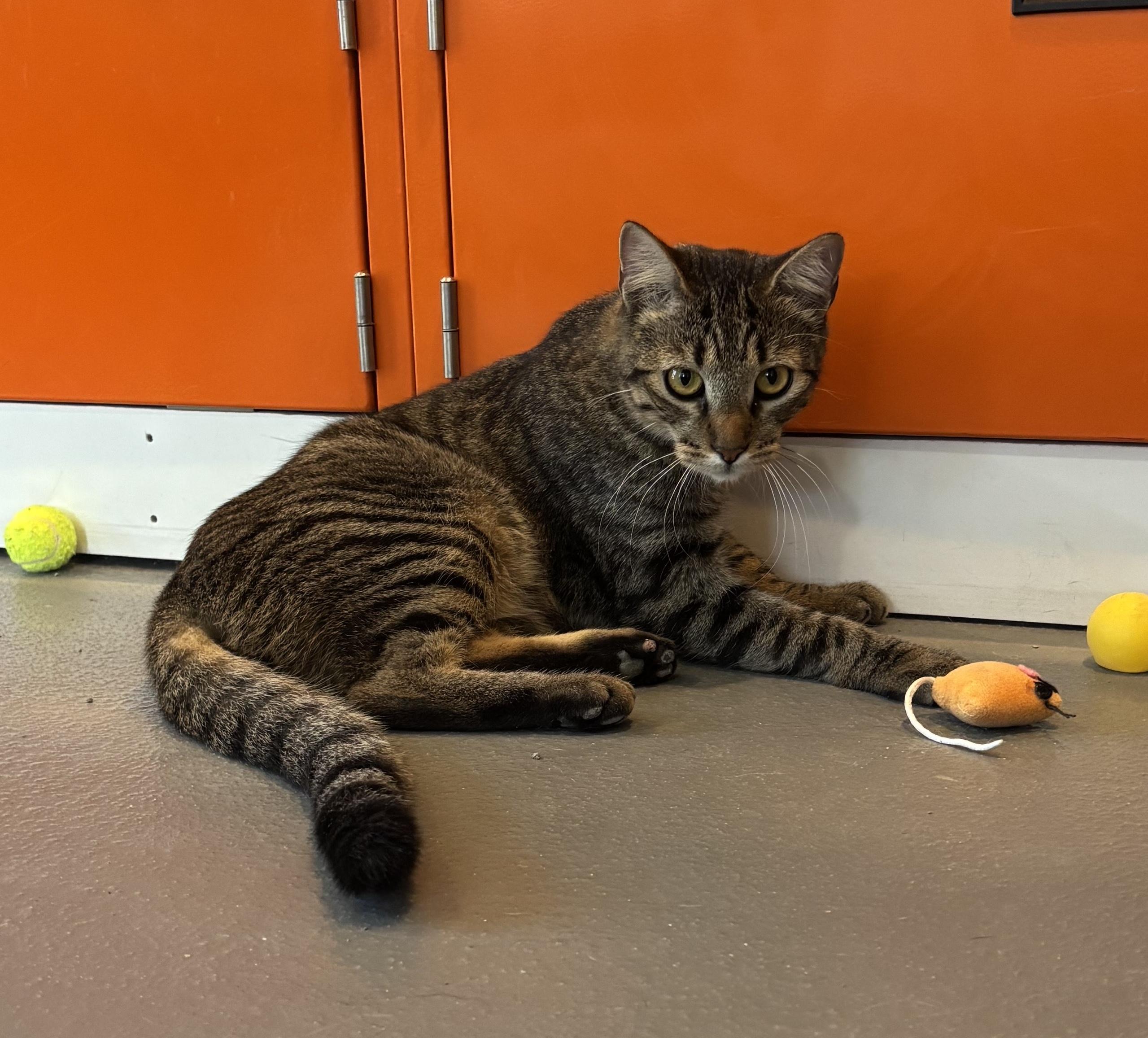 Enlarge Negan, an adoptable Domestic Short Hair in Ridgefield, CT image 5/5