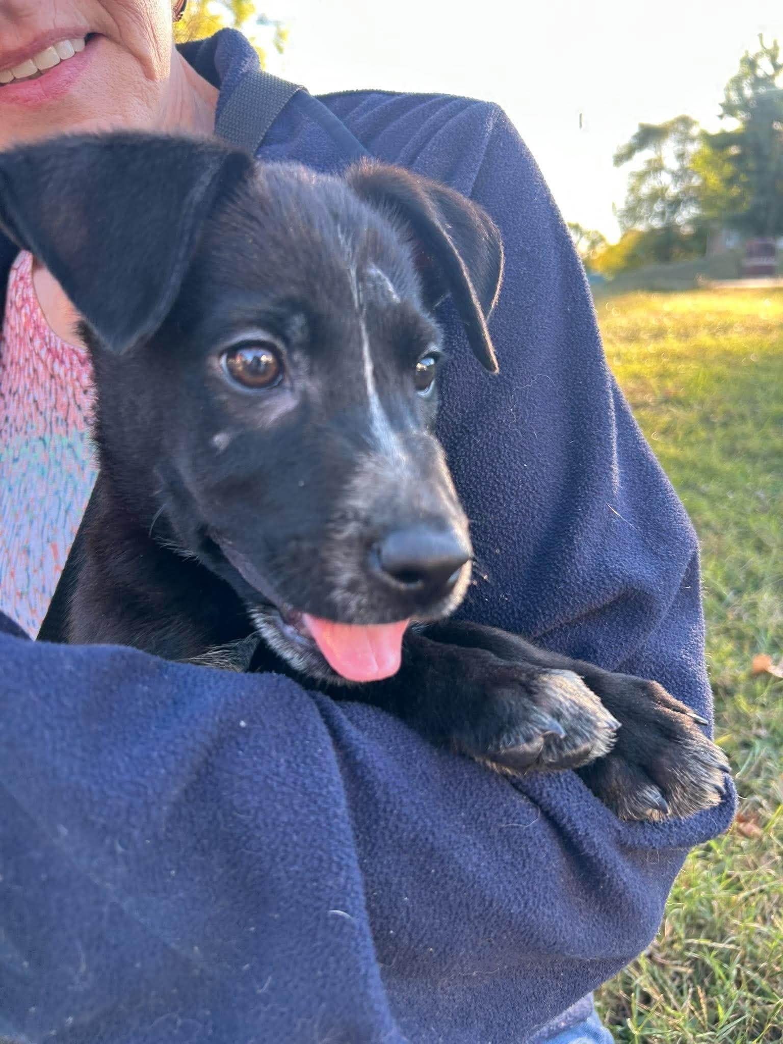 Pogo, Adoptable, Puppy Male Mixed Breed.
