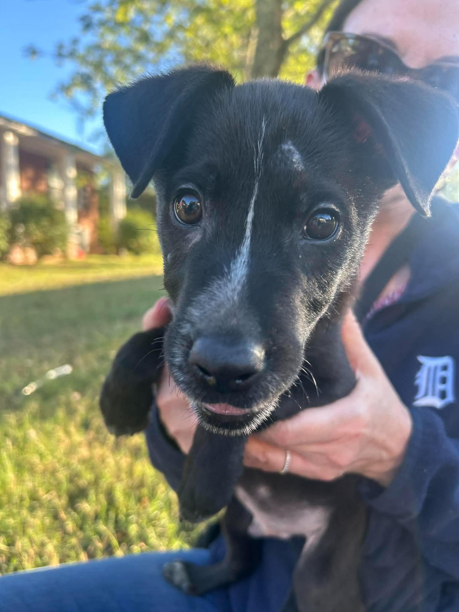 Enlarge Pogo, a Adoptable mixed breed in Spring hill, TN image 2/2