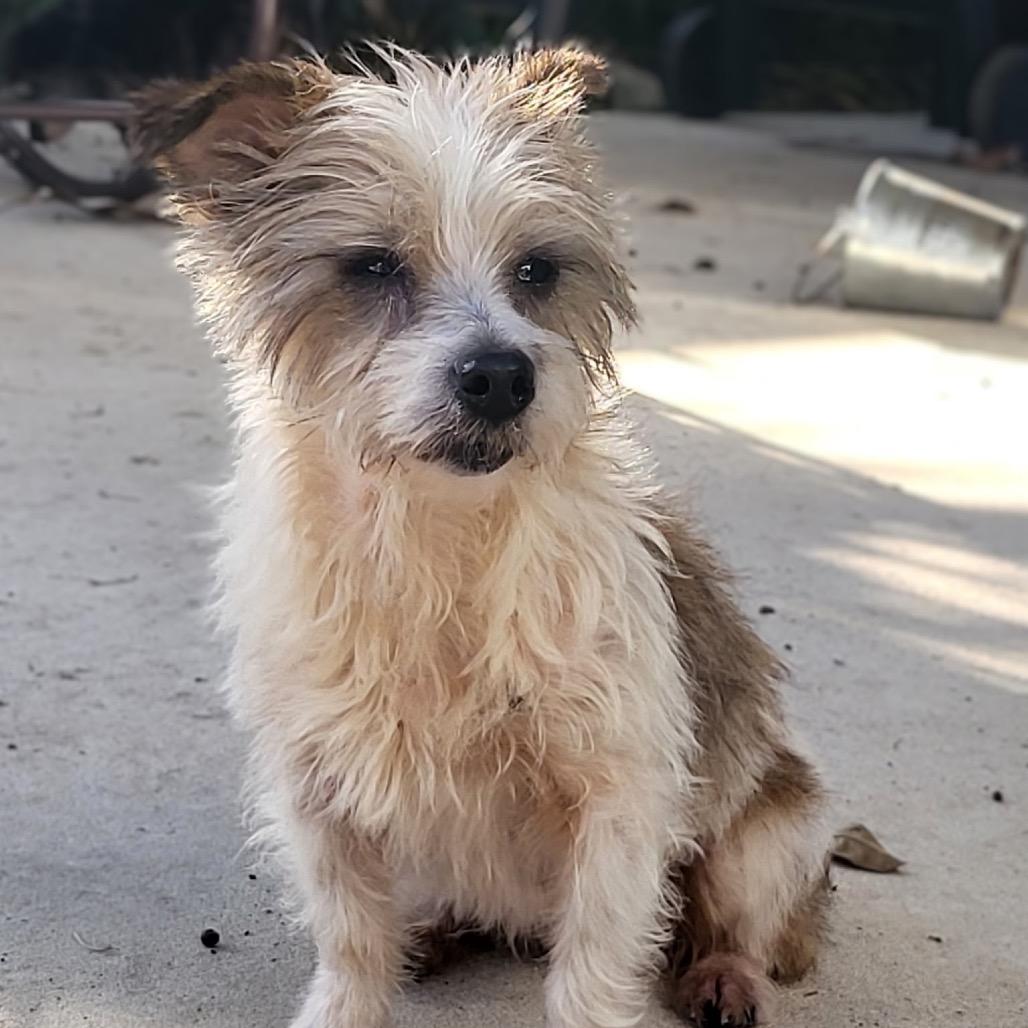 Ethel, a Adoptable mixed breed in Baton Rouge, LA image 1/5