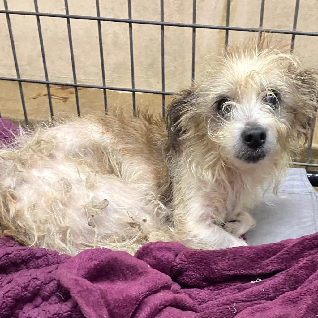 Enlarge Ethel, a Adoptable mixed breed in Baton Rouge, LA image 1/2