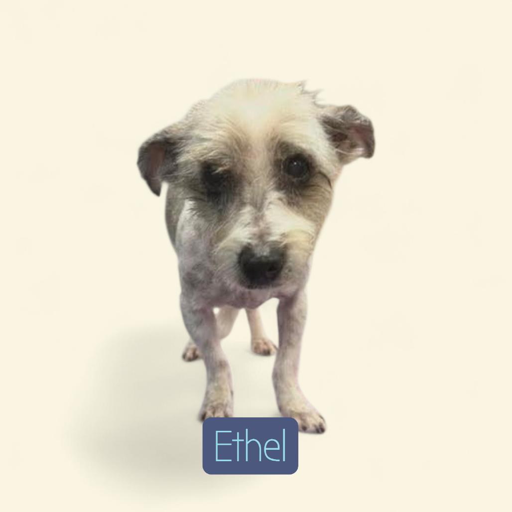 Enlarge Ethel, a Adoptable mixed breed in Baton Rouge, LA image 2/2