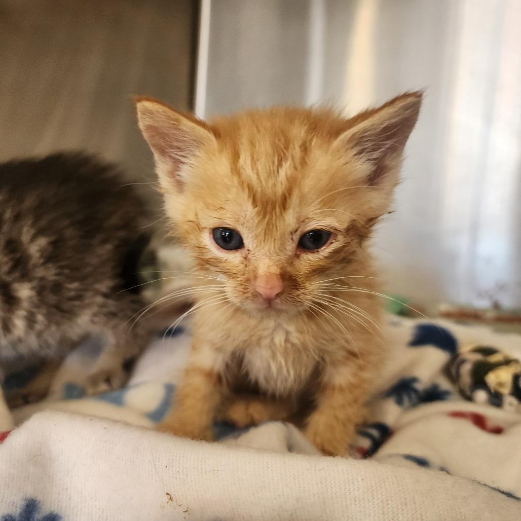 Carter, Adoptable, Kitten Male Domestic Short Hair.