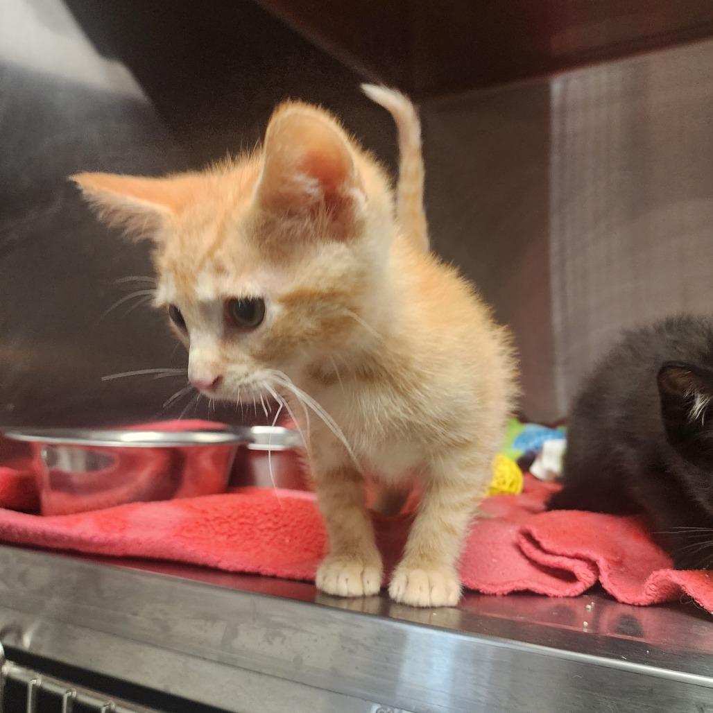Carter, a Adoptable Domestic Short Hair in Evensville, TN image 2/6
