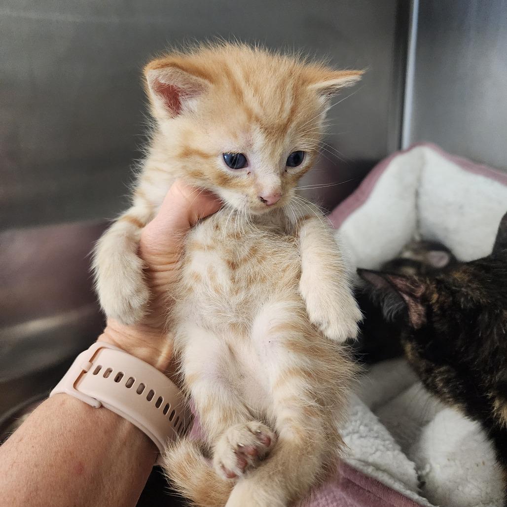 Carter, a Adoptable Domestic Short Hair in Evensville, TN image 3/6