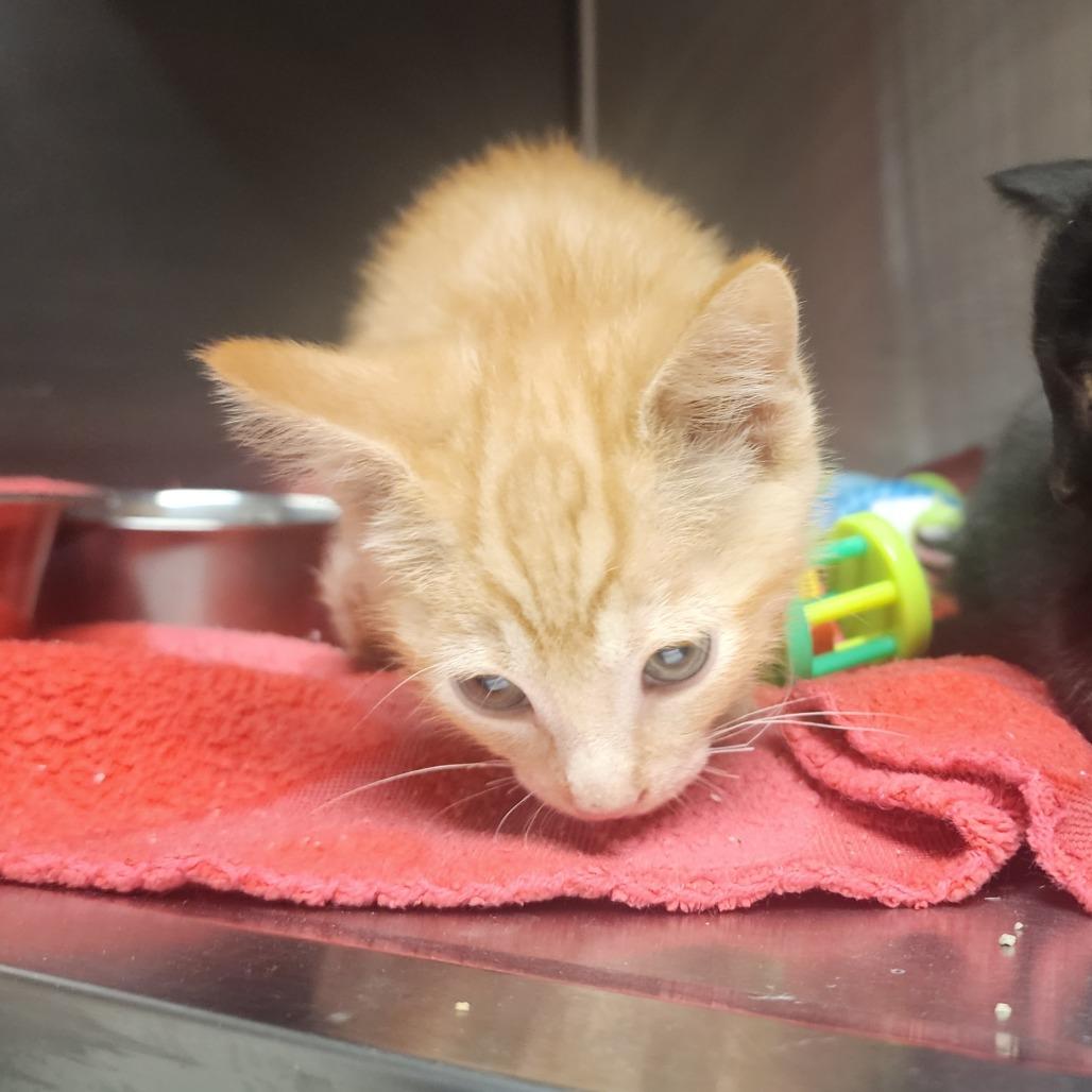 Carter, a Adoptable Domestic Short Hair in Evensville, TN image 5/6