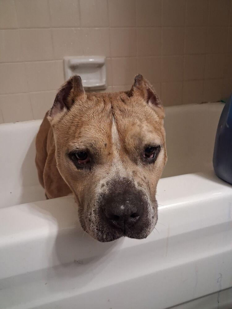 Cash, a Adoptable mixed breed in Tulsa, OK image 2/5