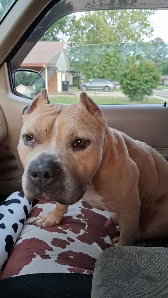 Cash, a Adoptable mixed breed in Tulsa, OK image 4/5