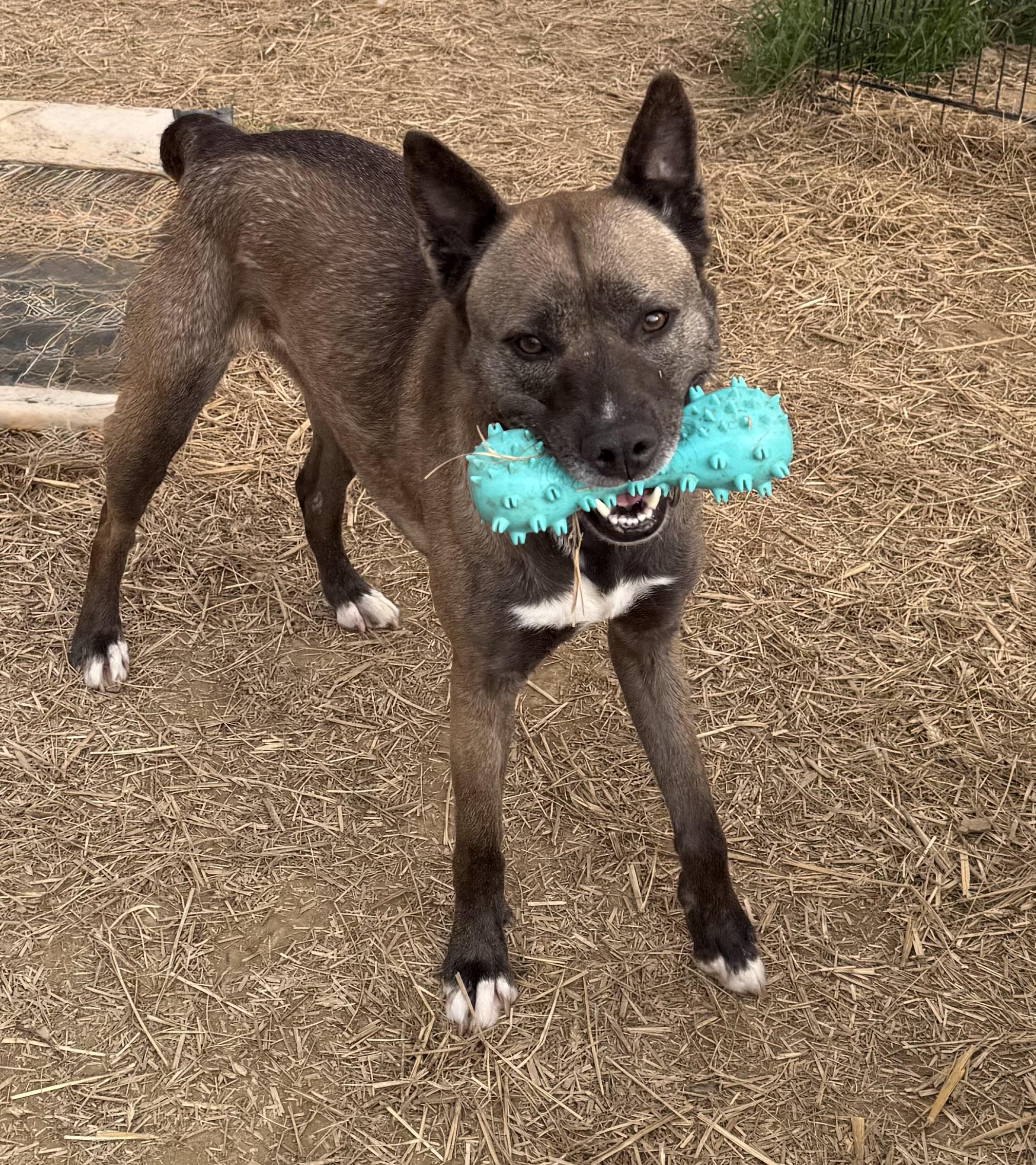 Zala, a ADOPTABLE Mixed Breed in Marshall, NC image 2/6