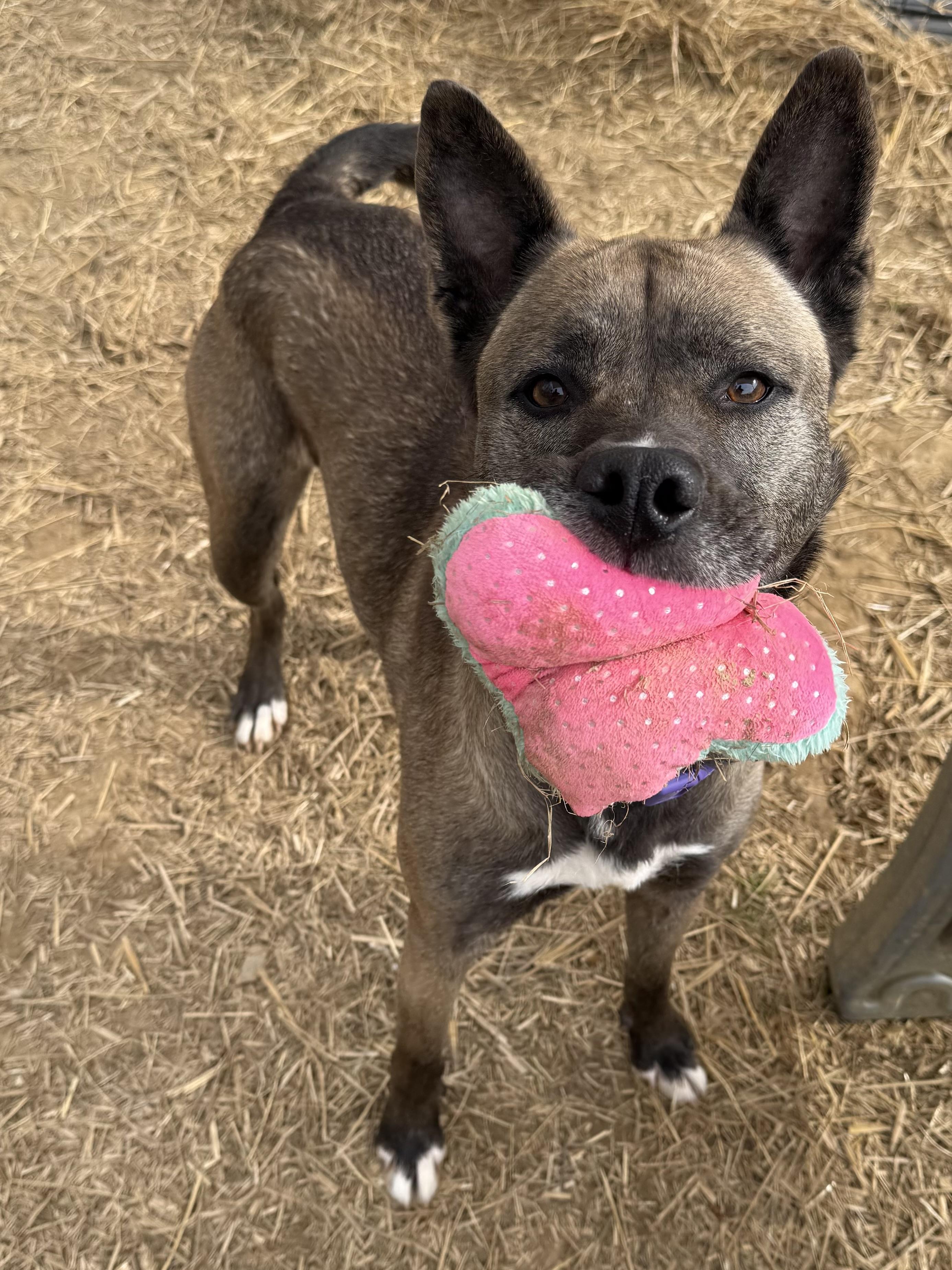 Zala, a ADOPTABLE Mixed Breed in Marshall, NC image 1/6