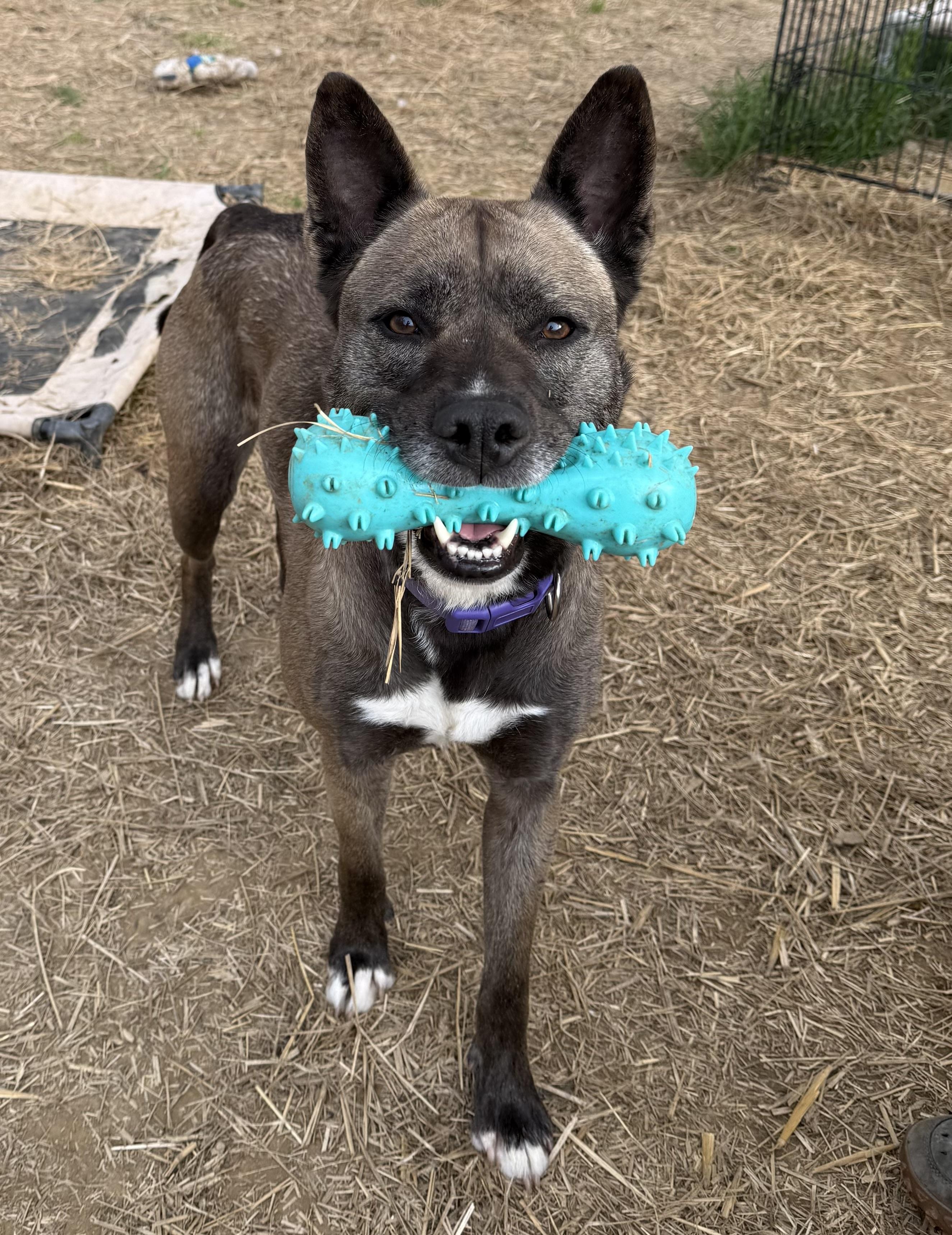 Zala, a ADOPTABLE Mixed Breed in Marshall, NC image 5/6