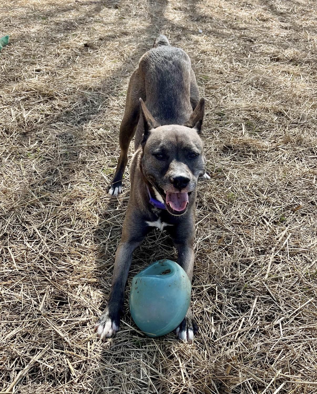 Zala, a ADOPTABLE Mixed Breed in Marshall, NC image 3/6