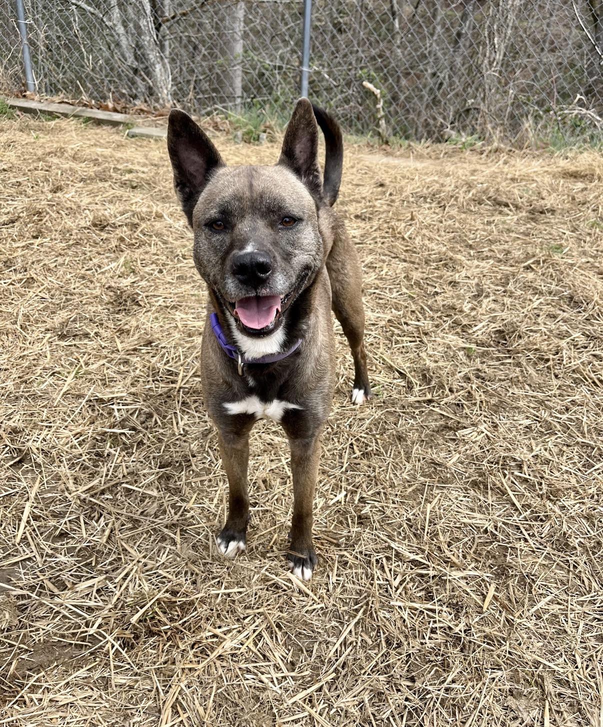 Zala, a ADOPTABLE Mixed Breed in Marshall, NC image 4/6
