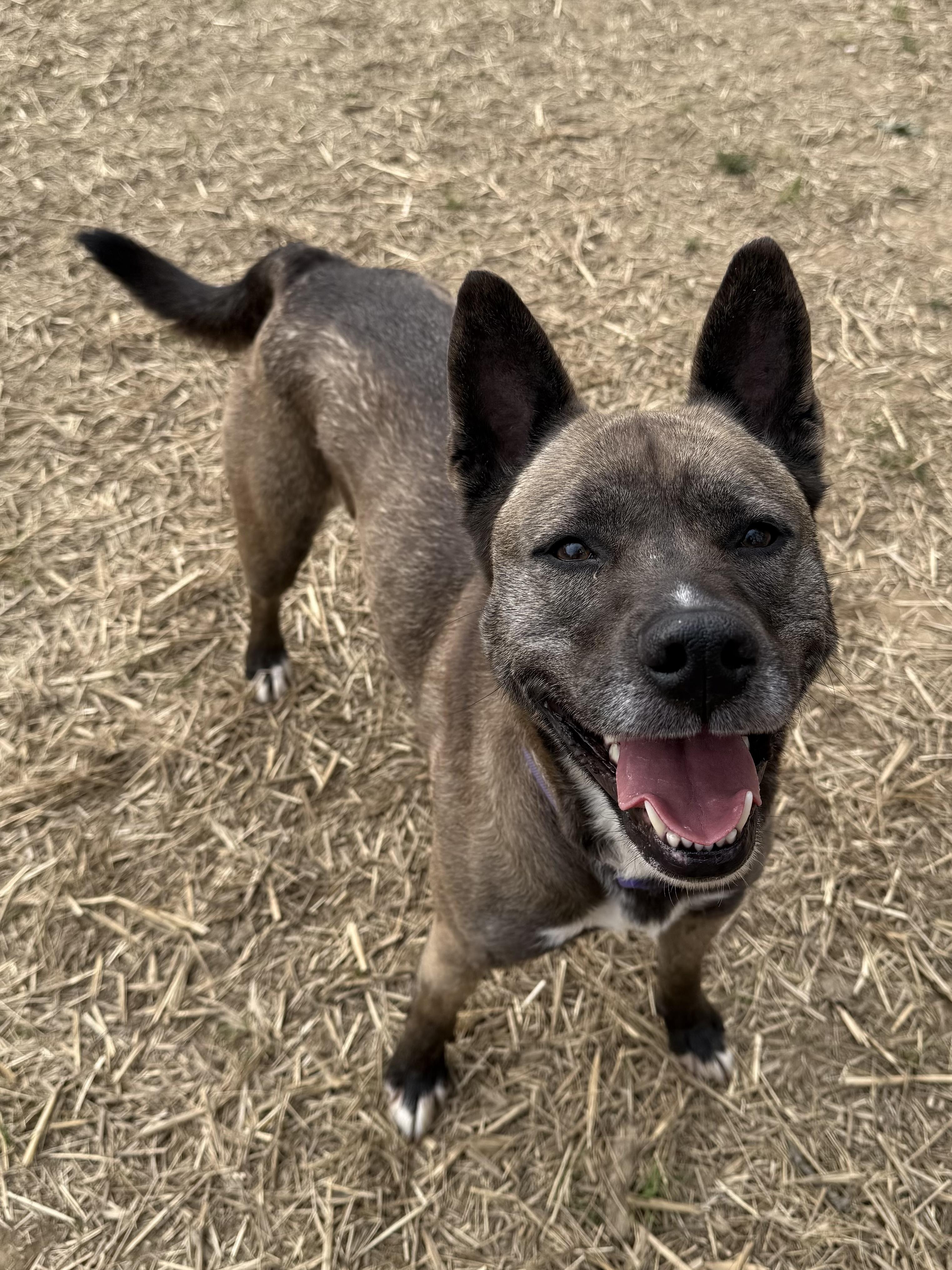 Zala, a ADOPTABLE Mixed Breed in Marshall, NC image 6/6