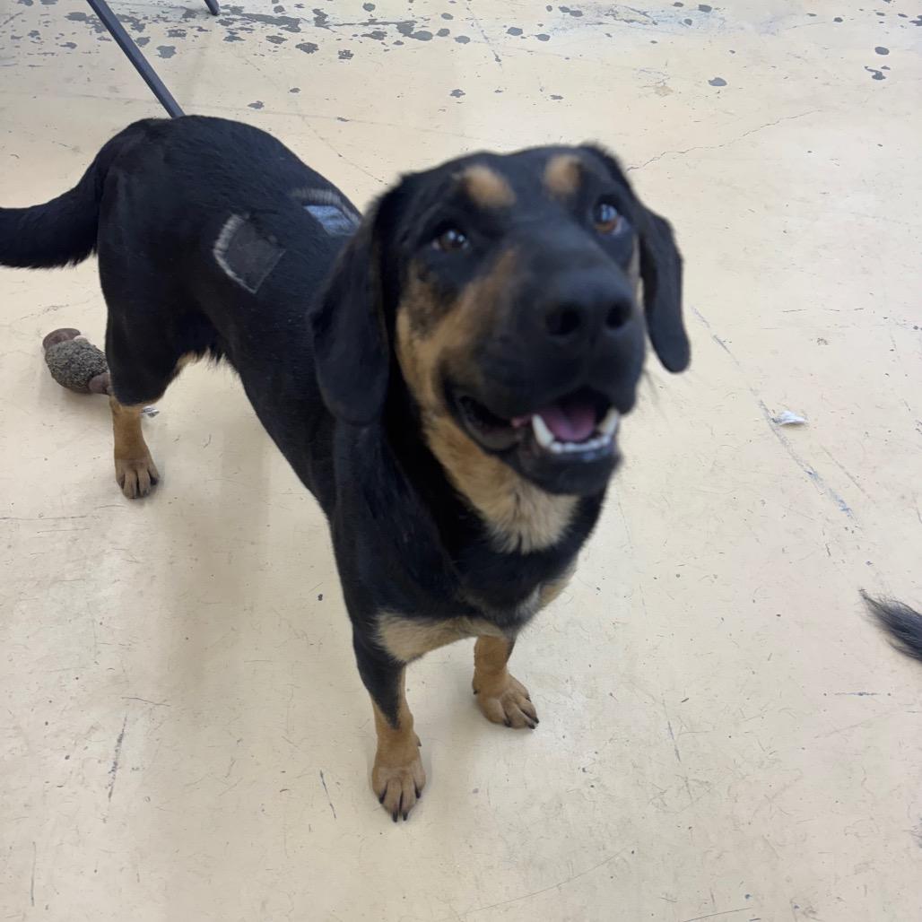Cherry hw treated, Adoptable, Young Female Hound.
