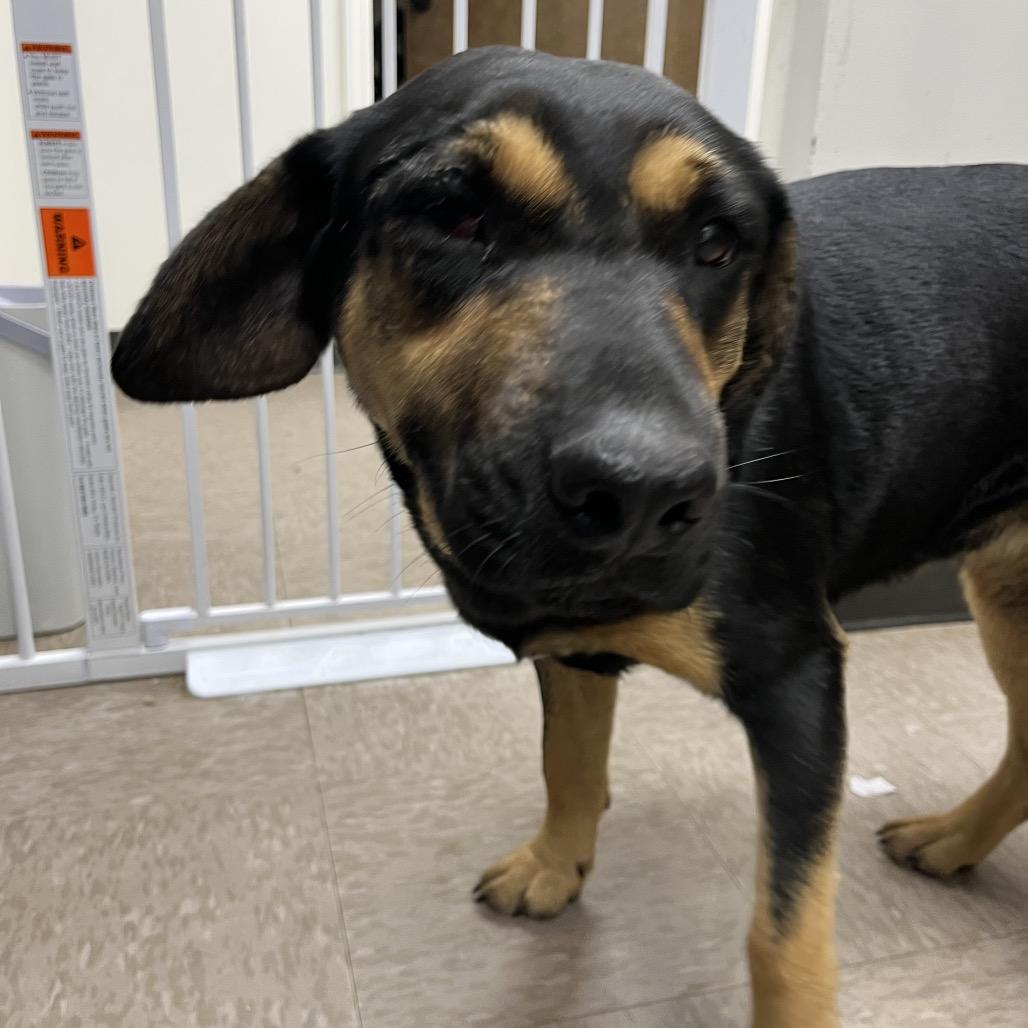 Cherry, Adoptable, Young Female Hound.