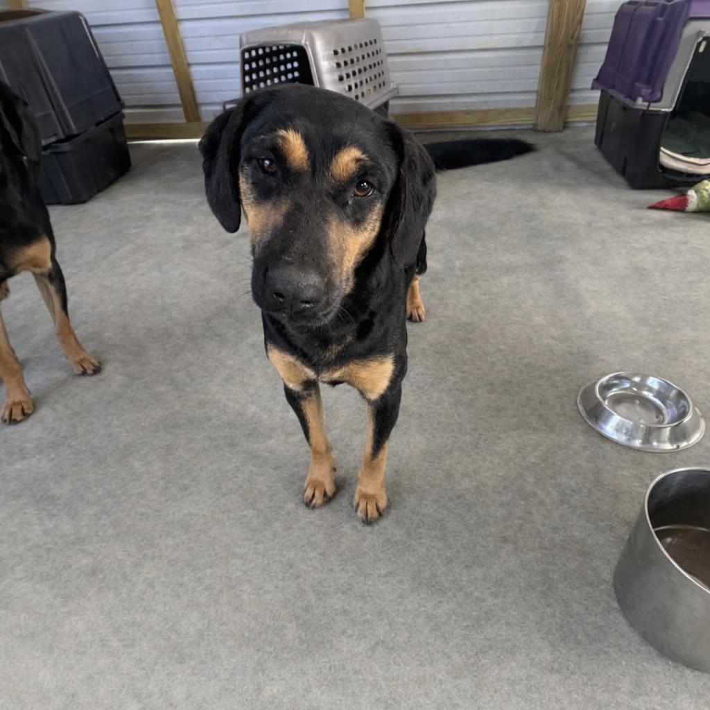 Enlarge Cherry, a Adoptable Hound in Parrish, AL image 3/3