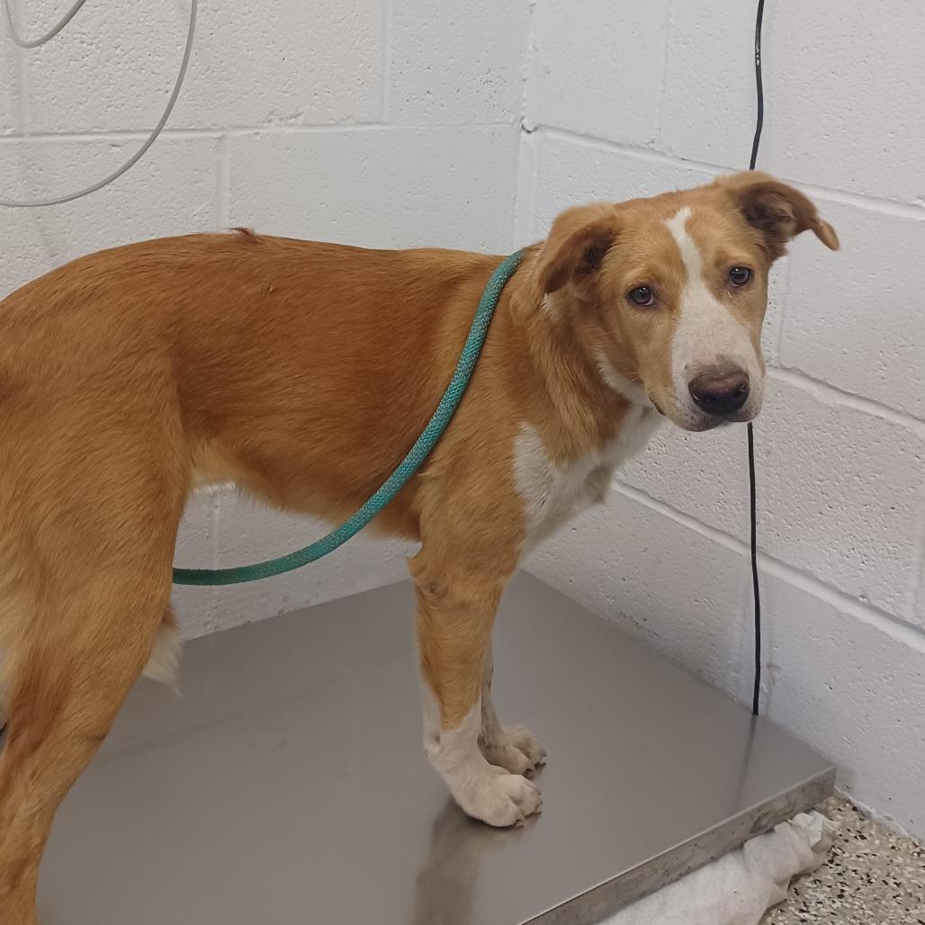 Honey Habanero, Adoptable, Young Female Collie & Shepherd.