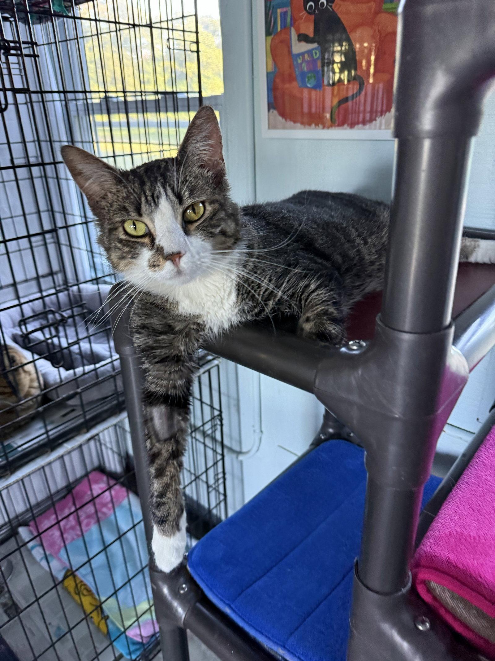 Enlarge Maxine, a Adoptable Domestic Short Hair in Coatesville, PA image 1/3