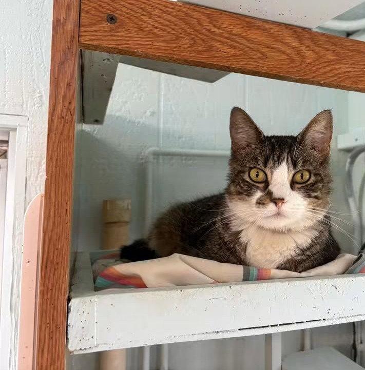 Enlarge Maxine, a Adoptable Domestic Short Hair in Coatesville, PA image 2/3