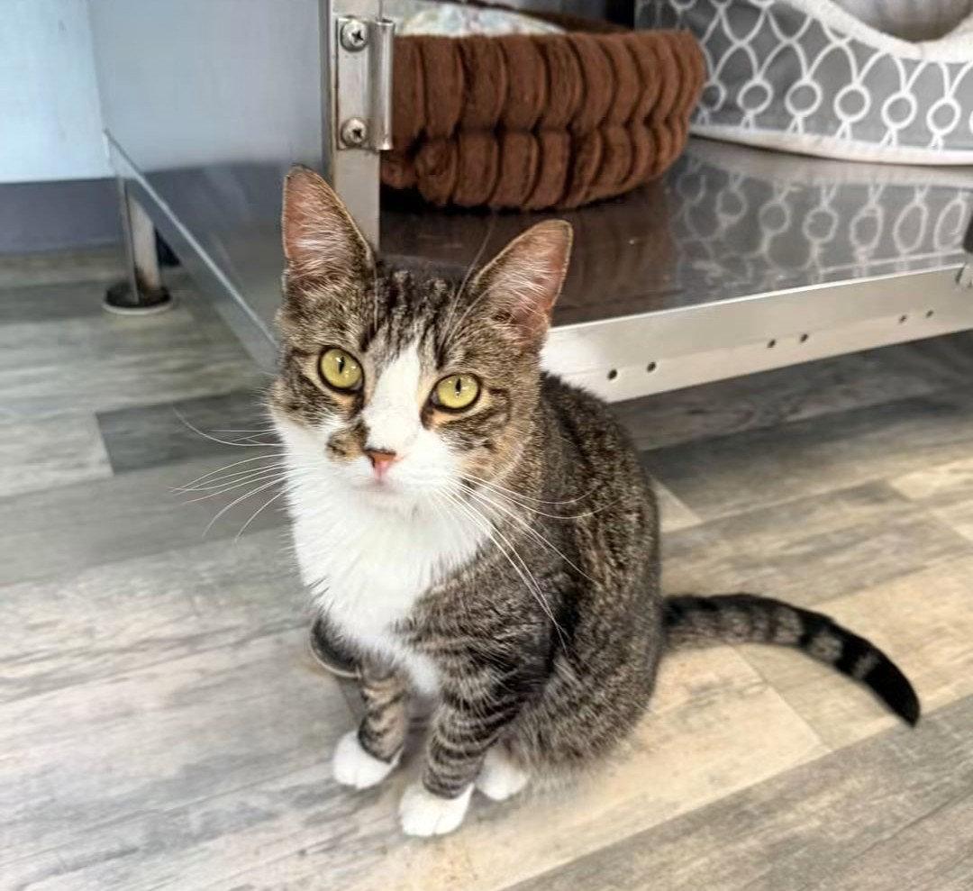 Enlarge Maxine, a Adoptable Domestic Short Hair in Coatesville, PA image 3/3