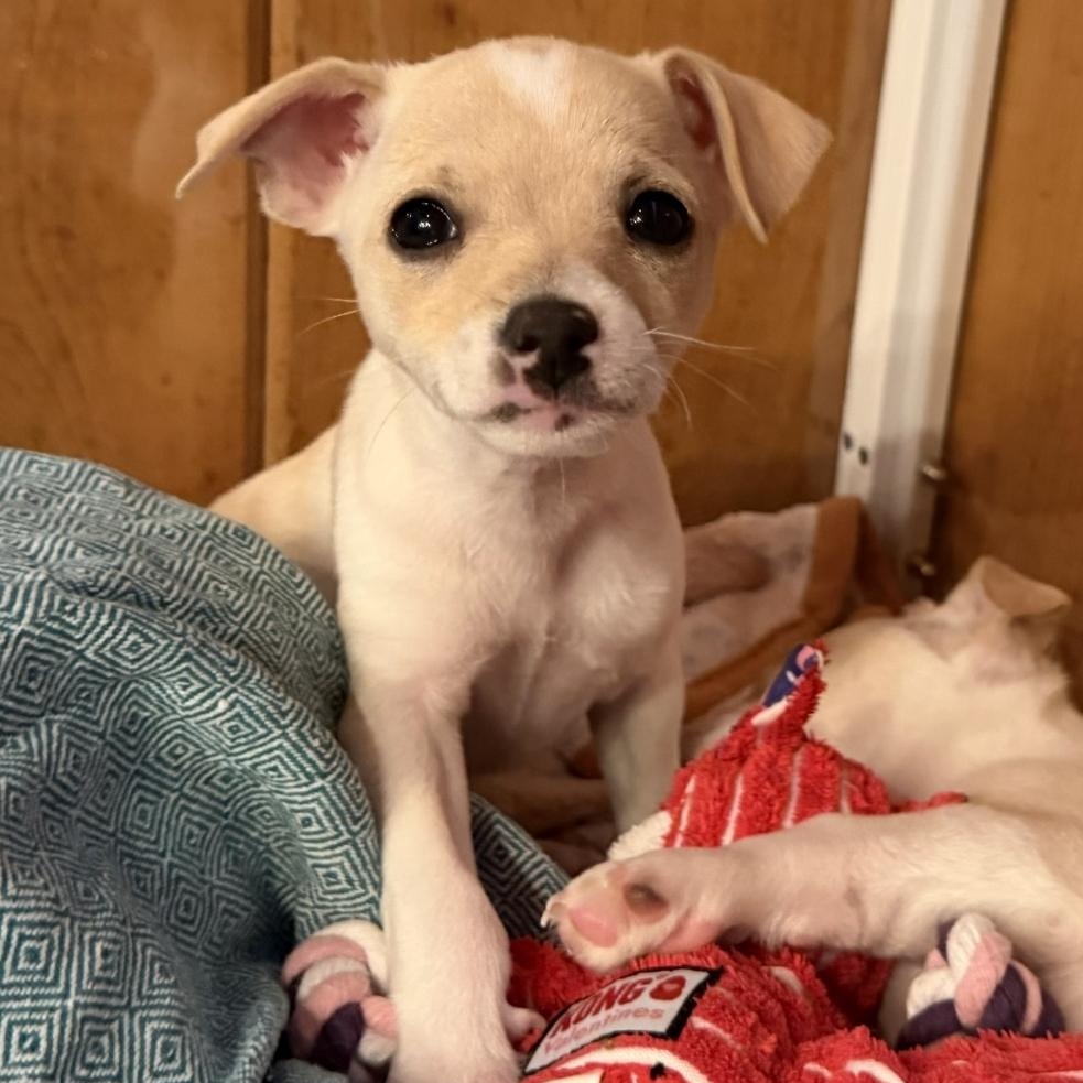 Maple, Adoptable, Puppy Female Terrier.