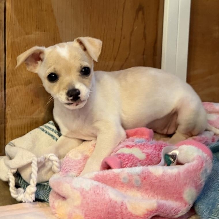 Enlarge Maple, an adopted mixed breed in Salinas, CA image 2/4