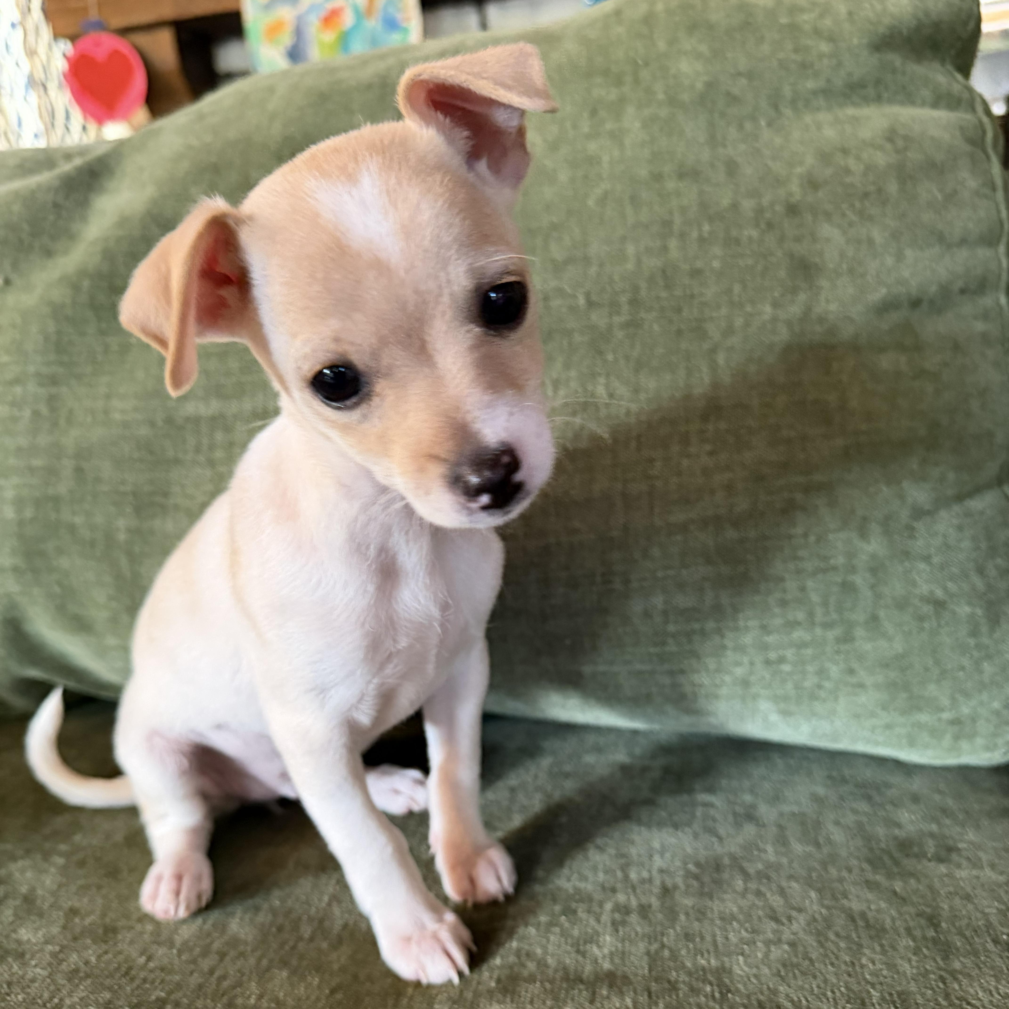 Enlarge Maple, an adopted mixed breed in Salinas, CA image 4/4