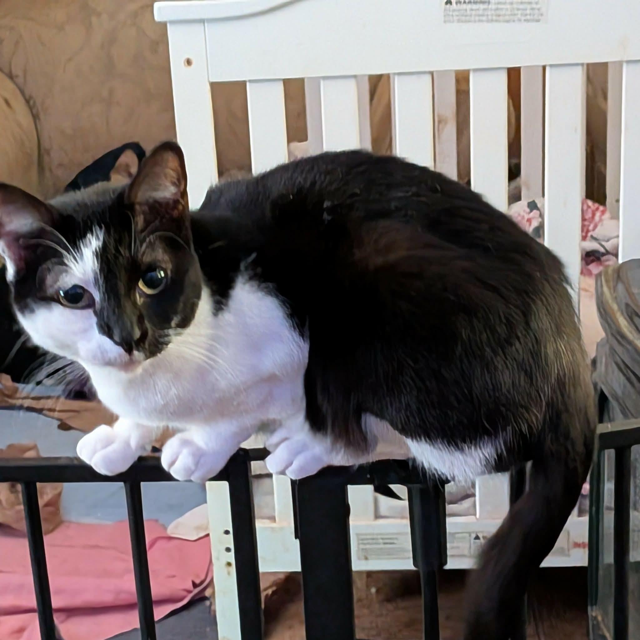 MILEY, ADOPTABLE, Adult Female Domestic Short Hair.