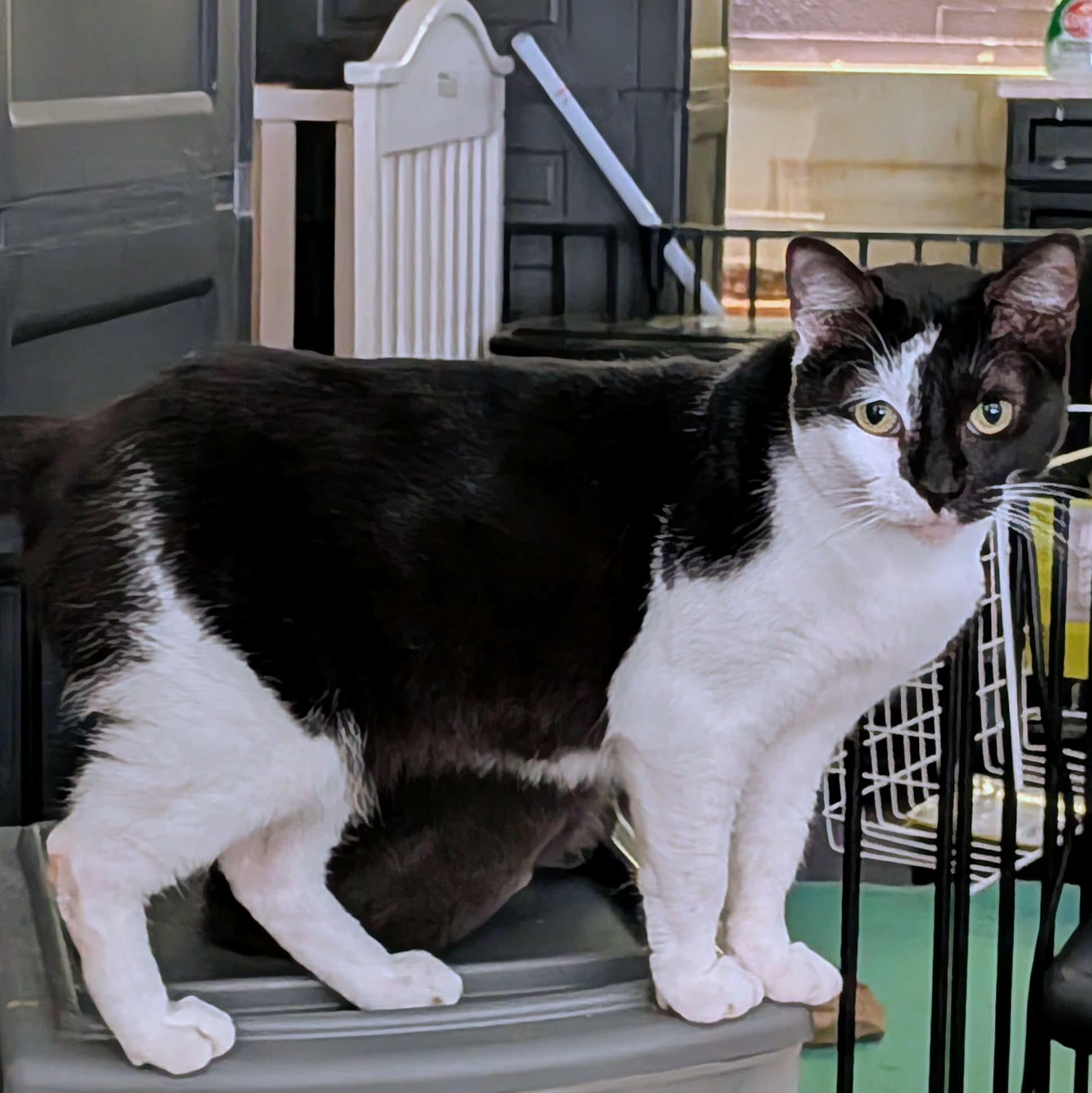 MILEY, ADOPTABLE, Adult Female Domestic Short Hair.