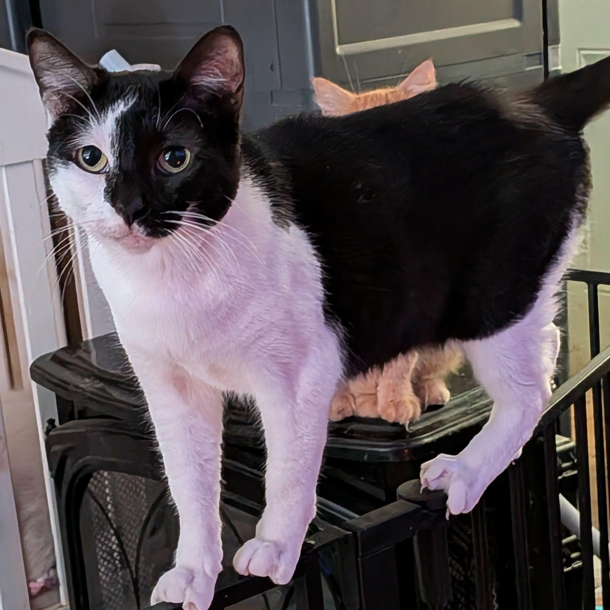 Enlarge MILEY, a ADOPTABLE mixed breed in ROWLETT, TX image 3/6